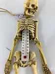Lämpömittari luuranko 25-cm - Kallot, Halloweenrekvisiitta - HOR160 - 1