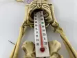 Lämpömittari luuranko 25-cm - Kallot, Halloweenrekvisiitta - HOR160 - 3
