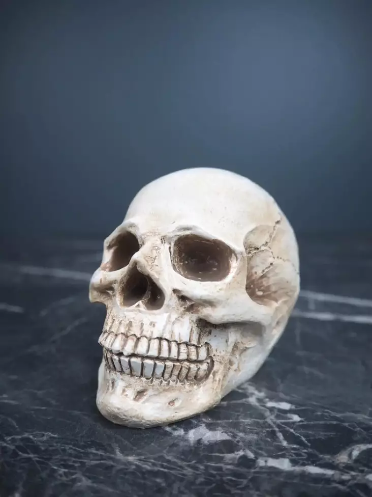 Pääkallo 12,5 x 18 x 14,5 cm - Kallot, Halloweenrekvisiitta - HOR720 - 1