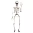 Luuranko 91 cm - Kallot, Halloweenrekvisiitta - HOR451 - 2