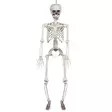 Luuranko 91 cm - Kallot, Halloweenrekvisiitta - HOR451 - 1