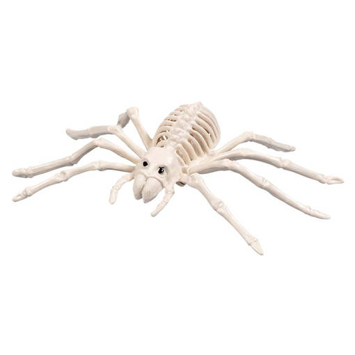 Hämähäkin luuranko 24 cm Spider Skeleton 24 cm - Leatherheaven.com ...