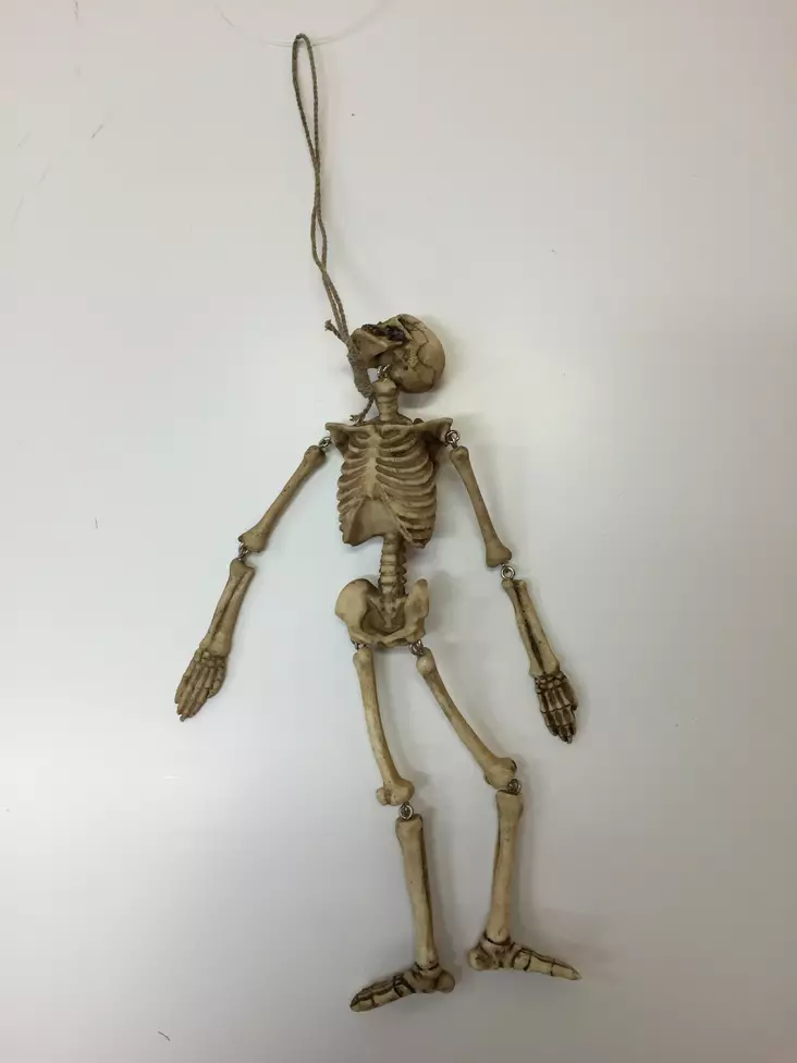 Hirtetty luuranko 26 cm - Kallot, Halloweenrekvisiitta - PRT474 - 1