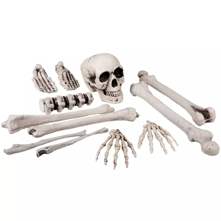 Kallo ja luuranko osina, n. 40 cm - Kallot, Halloweenrekvisiitta - HOR428 - 1