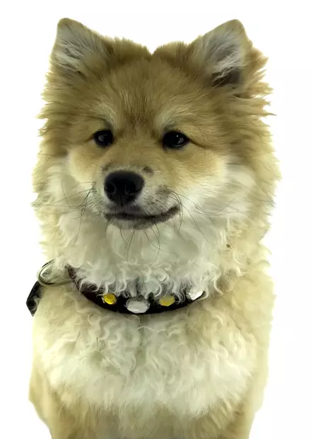 Koristepanta Dog Soul - Lemmikit - DOG19 - 1