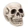 Iso pääkallo 27 x 27 x 38 - Kallot, Halloweenrekvisiitta - HOR189 - 1