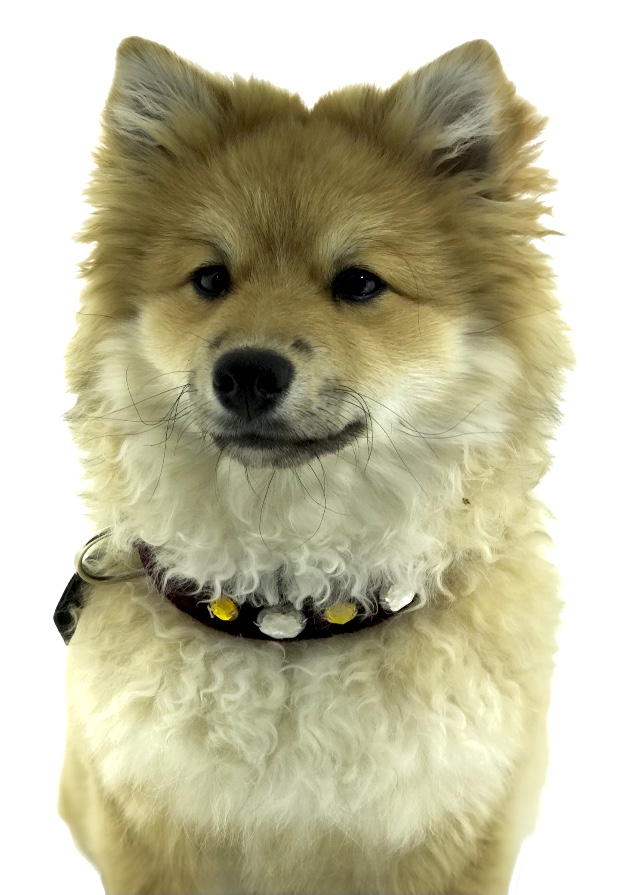 Koristepanta Dog Soul - Lemmikit - DOG19 - 1